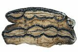 Mammoth Molar Slice With Case - South Carolina #291180-1